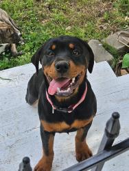 Lost Female Dog last seen W. Shady Grove Road and S. Coos Thompson, Hulbert, OK 74441