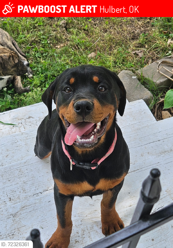 Lost Female Dog last seen W. Shady Grove Road and S. Coos Thompson, Hulbert, OK 74441