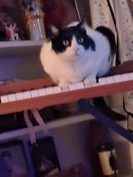 Lost Female Cat last seen Dollar Generel, Scroggins, TX 75480