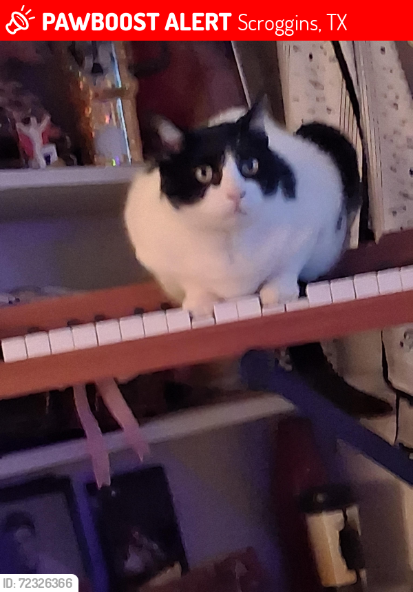 Lost Female Cat last seen Dollar Generel, Scroggins, TX 75480