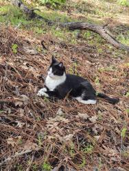 Lost Female Cat last seen Hassler Road , Camino, CA 95709