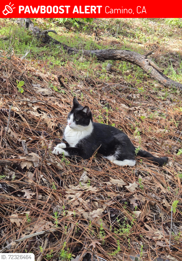 Lost Female Cat last seen Hassler Road , Camino, CA 95709