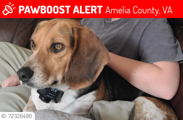 Lost Male Dog last seen Grub Hill Church Rd/Winterham Rd, Amelia County, VA 23002