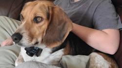 Lost Male Dog last seen Grub Hill Church Rd/Winterham Rd, Amelia County, VA 23002