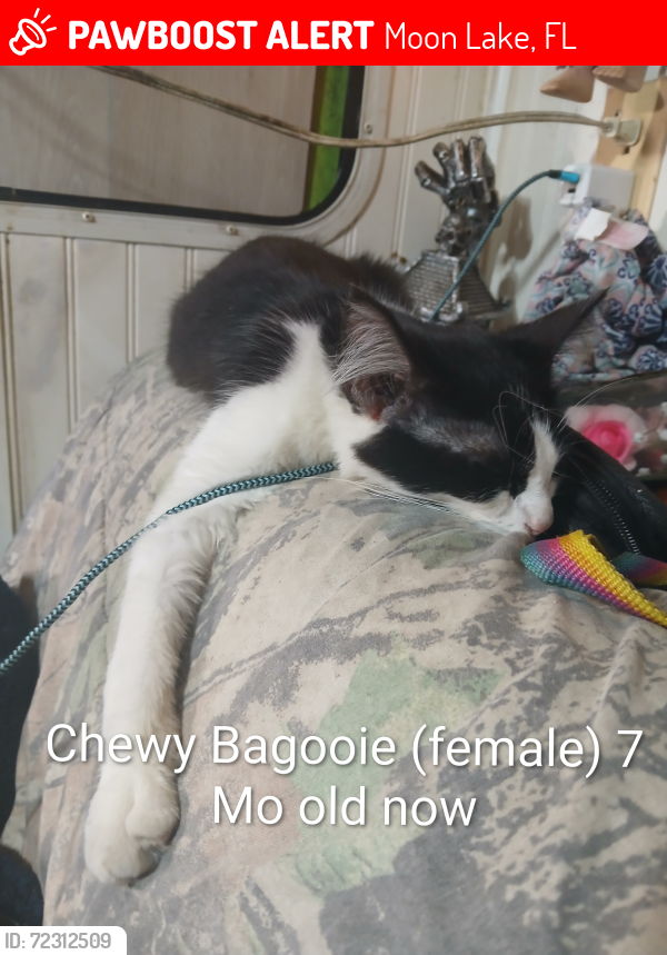 Lost Female Cat last seen Jerome and Lake Drive , Moon Lake, FL 34654