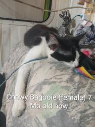Lost Female Cat last seen Jerome and Lake Drive , Moon Lake, FL 34654