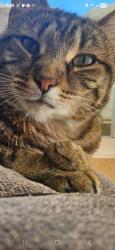 Lost Female Cat last seen Lakeview, Lakeside, CA 92040