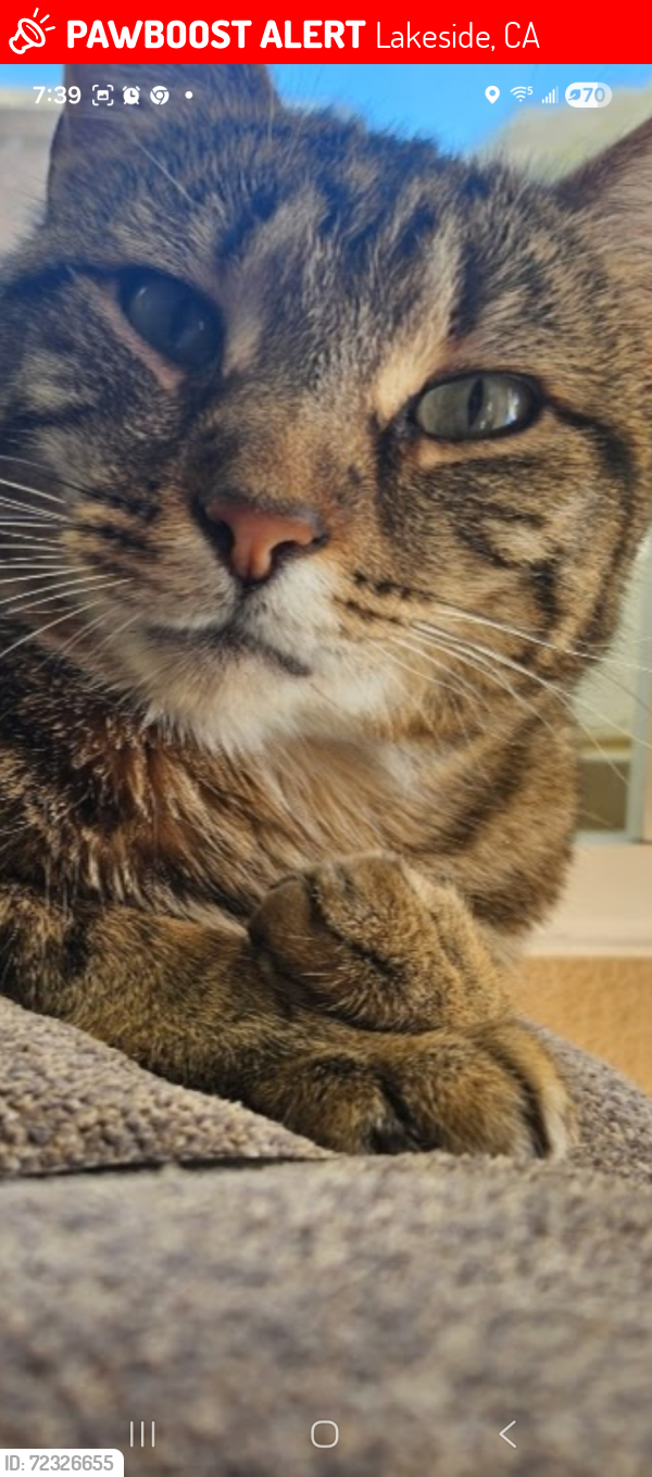 Lost Female Cat last seen Lakeview, Lakeside, CA 92040