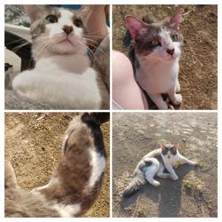 Lost Male Cat last seen Luane tail and Center street , Colton, CA 92324