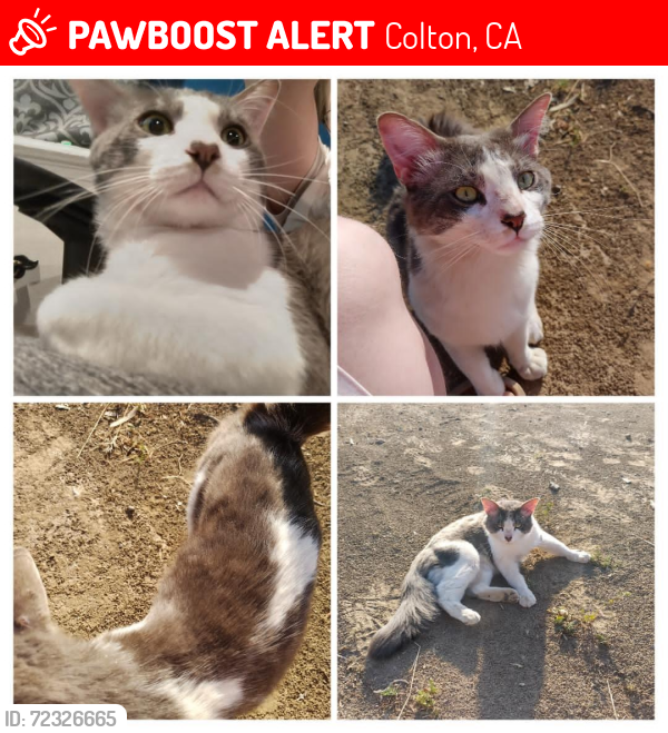 Lost Male Cat last seen Luane tail and Center street , Colton, CA 92324