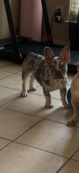 Lost Male Dog last seen Near Cullen Houston Texas 77051, Houston, TX 77051