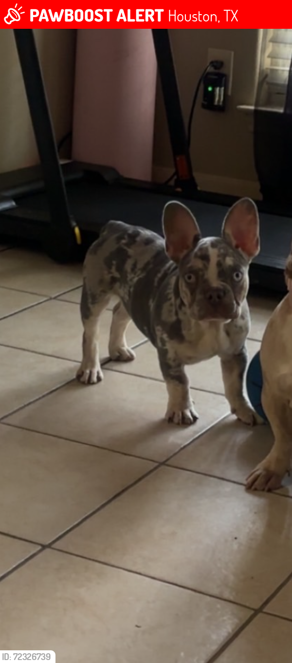 Lost Male Dog last seen Near Cullen Houston Texas 77051, Houston, TX 77051