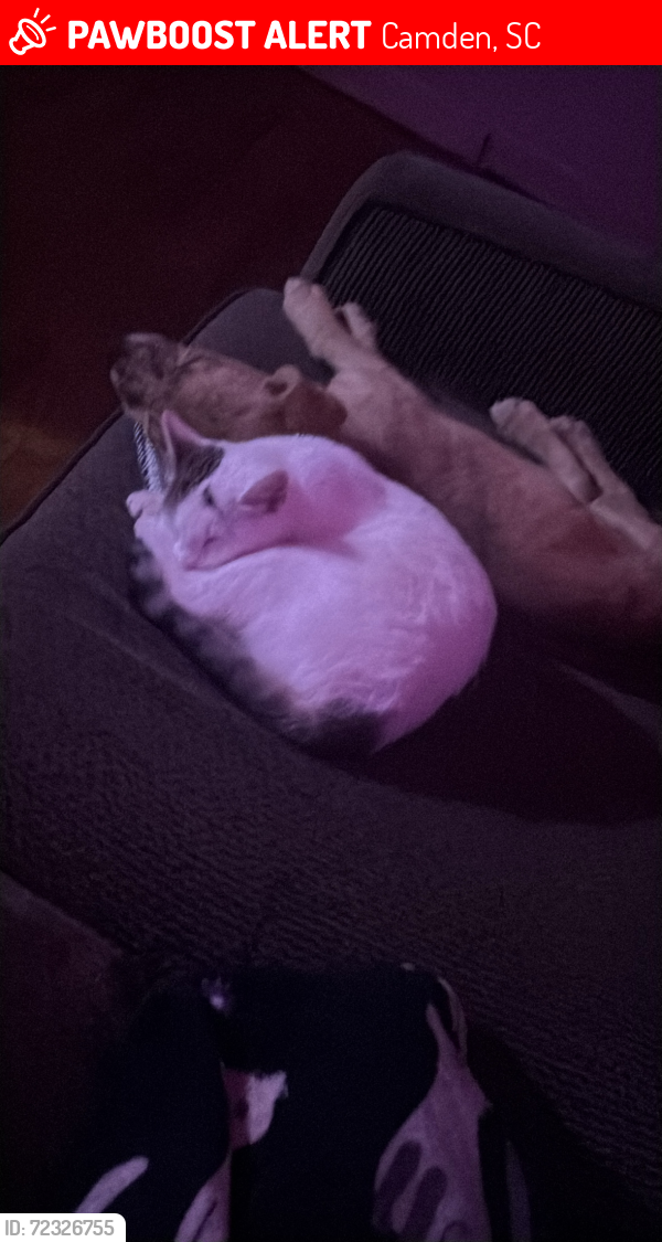 Lost Female Cat last seen Branham Ave., Camden, SC, Camden, SC 29020