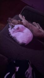 Lost Female Cat last seen Branham Ave., Camden, SC, Camden, SC 29020