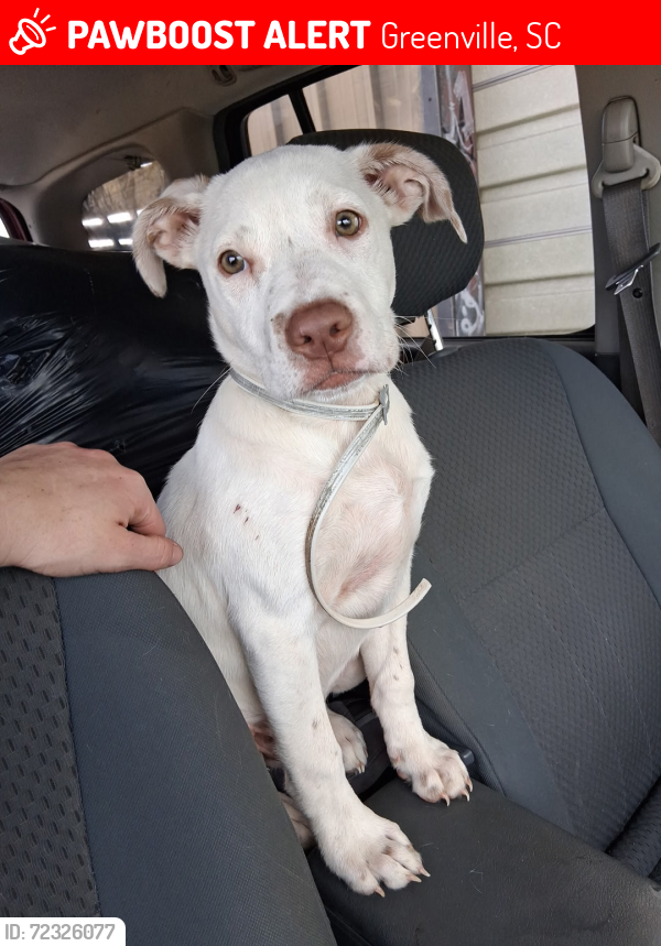 Lost Male Dog last seen Spinx by Motel 6 on Impact Drive, Greenville, SC 29605