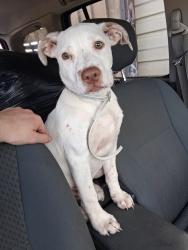 Lost Male Dog last seen Spinx by Motel 6 on Impact Drive, Greenville, SC 29605