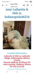 Lost Male Bird last seen Near th  & lafayette west, Indianapolis, IN 46254
