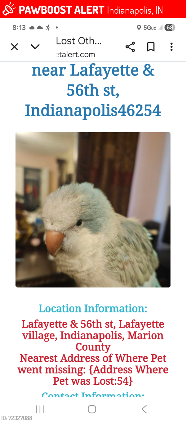 Lost Male Bird last seen Near th  & lafayette west, Indianapolis, IN 46254