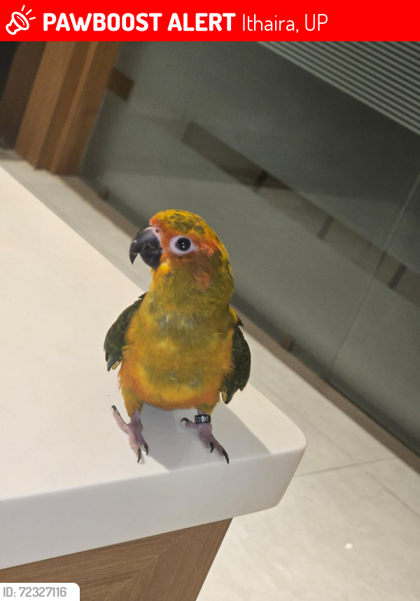 Lost Female Bird last seen Panchsheel vila greater noida , Ithaira, UP 201318