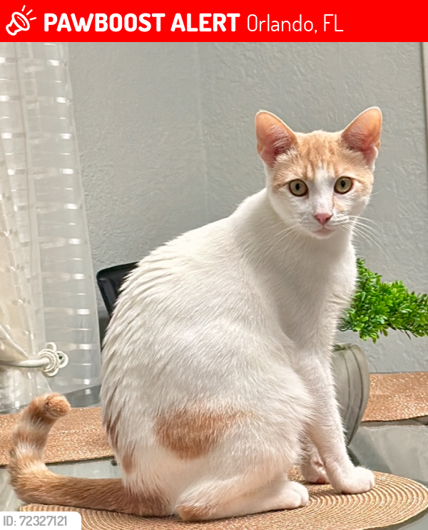 Lost Male Cat last seen Wallace St Orlando Fl 32809, Orlando, FL 32809