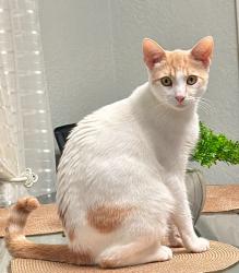 Lost Male Cat last seen Wallace St Orlando Fl 32809, Orlando, FL 32809