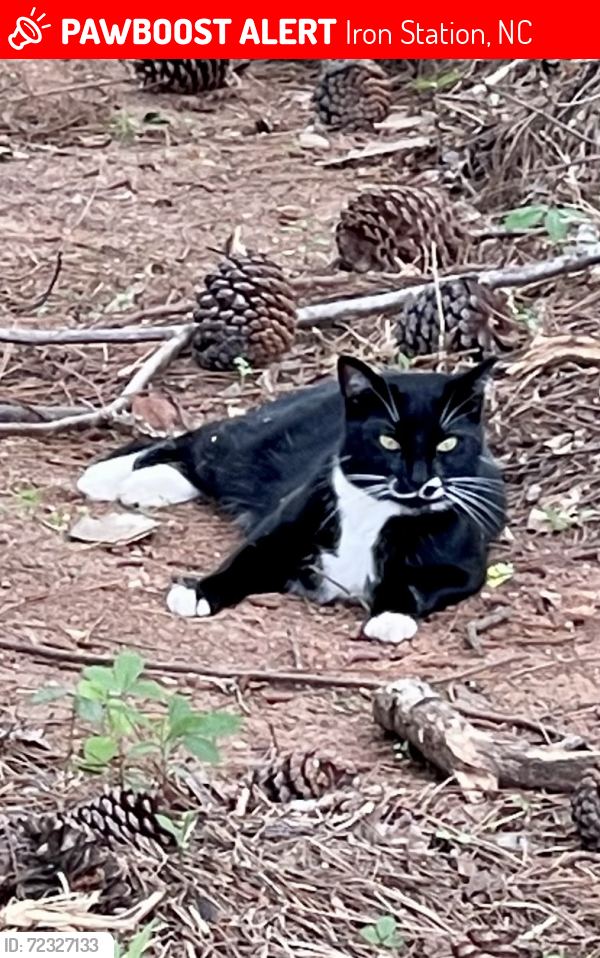 Lost Male Cat last seen Topaz Lane and S Ingleside Farm Rd, Iron Station, NC 28080