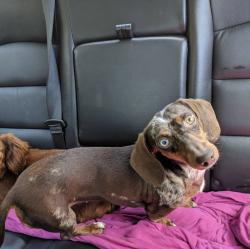 Lost Female Dog last seen Louisiana St & 11th St at Luby’s, Beaumont, TX 77702