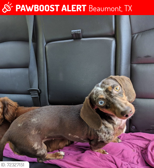 Lost Female Dog last seen Louisiana St & 11th St at Luby’s, Beaumont, TX 77702