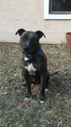 Lost Male Dog last seen Valencia Hills subdivision, Orlando, FL 32835