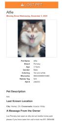 Lost Male Dog last seen Acacia and kirby, Hemet, CA 92545