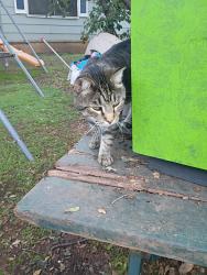 Lost Male Cat last seen South Chestnut & west Louisville ave. , Broken Arrow, OK 74012