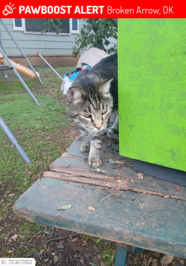 Lost Male Cat last seen South Chestnut & west Louisville ave. , Broken Arrow, OK 74012