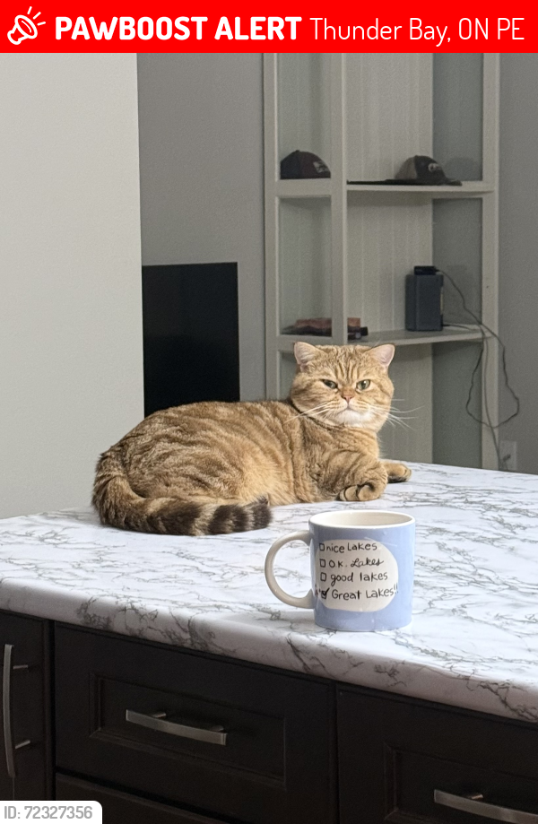 Lost Male Cat last seen Near Waterloo St S, Thunder Bay, ON P7E