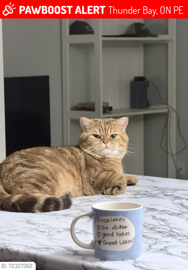 Lost Male Cat last seen Railway Kingsway, Thunder Bay, ON P7E