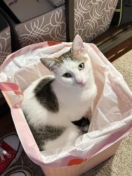 Lost Female Cat last seen Carwash across st, Taunton, MA 02780