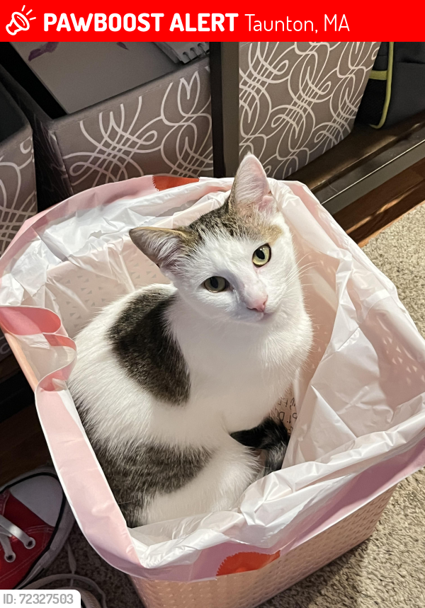 Lost Female Cat last seen Carwash across st, Taunton, MA 02780