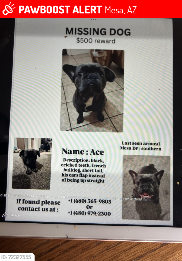 Lost Male Dog last seen 8th ave Mesa dr, Mesa, AZ 85204