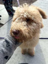Lost Male Dog last seen Ocean Ave , Perris, CA 92571