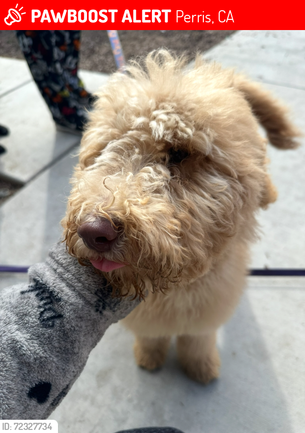 Lost Male Dog last seen Ocean Ave , Perris, CA 92571