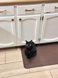 Lost Female Cat last seen Woodthrush Ct, Ballston Spa, NY 12020