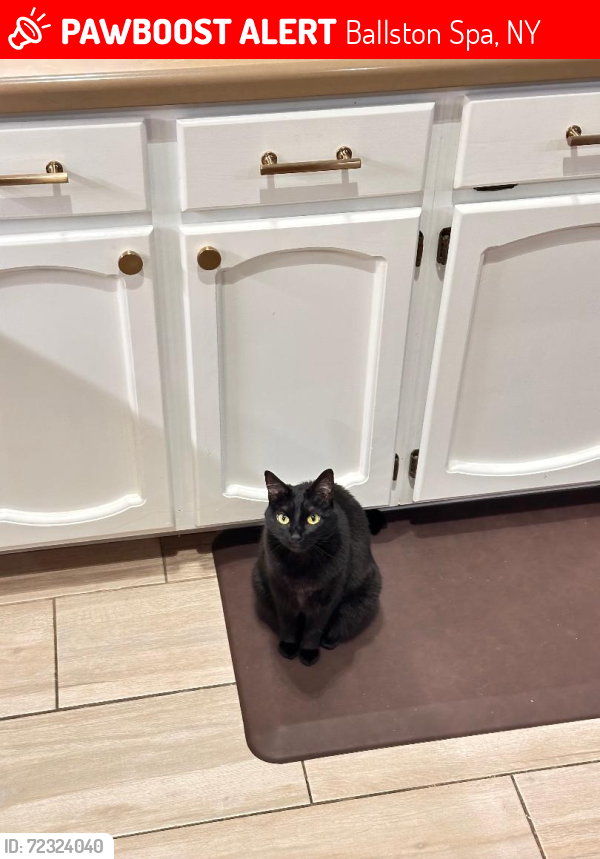 Lost Female Cat last seen Woodthrush Ct, Ballston Spa, NY 12020