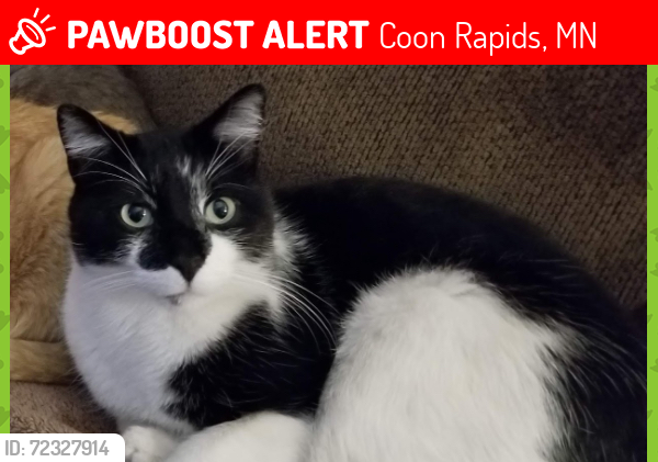 Lost Male Cat last seen 100th and Magnolia St Nw, Coon Rapids, MN 55433