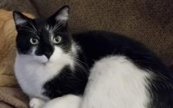 Lost Male Cat last seen 100th and Magnolia St Nw, Coon Rapids, MN 55433