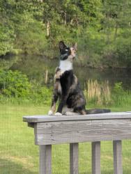 Lost Female Cat last seen Williamsville Rd. Likely between Roepke and San Luray. Near Joslin Lake , Gregory, MI 48137