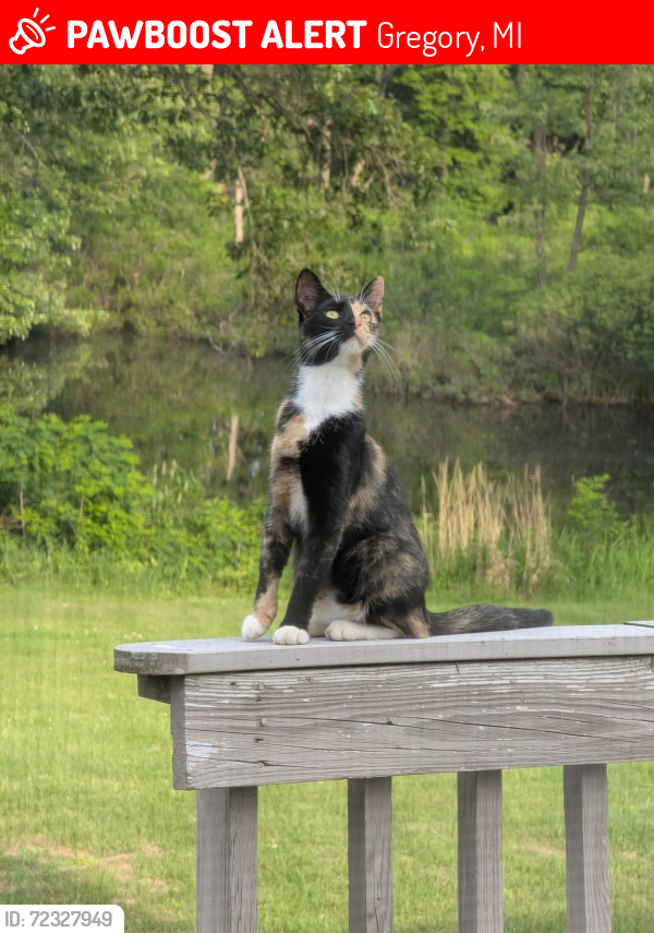Lost Female Cat last seen Williamsville Rd. Likely between Roepke and San Luray. Near Joslin Lake, Gregory, MI 48137