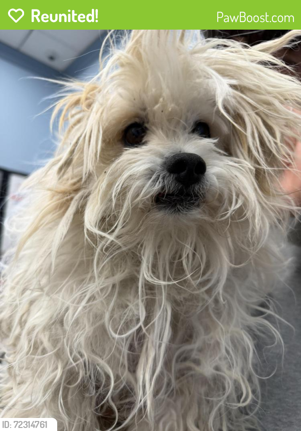 Reunited Male Dog in North Las Vegas, NV 89031 (ID: 72314761) | PawBoost