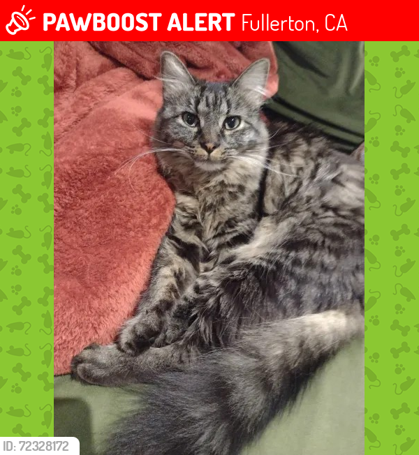 Lost Female Cat last seen Yorba Linda BLVD, between Bradford and Placentia , Fullerton, CA 92831