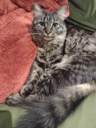 Lost Female Cat last seen Yorba Linda BLVD, between Bradford and Placentia , Fullerton, CA 92831