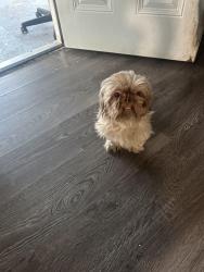 Lost Male Dog last seen Artwood Lane, Missouri City, TX 77489