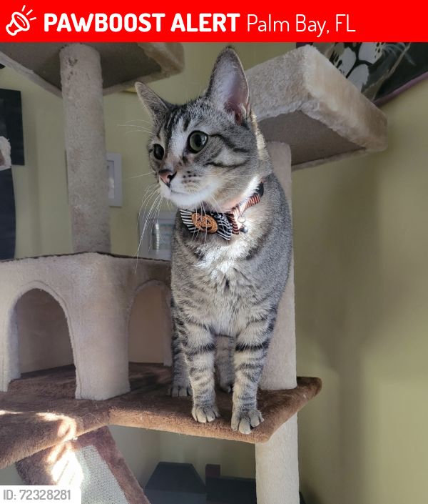 Lost Male Cat last seen Cownie Avenue and Malabar Road, Palm Bay, FL 32909